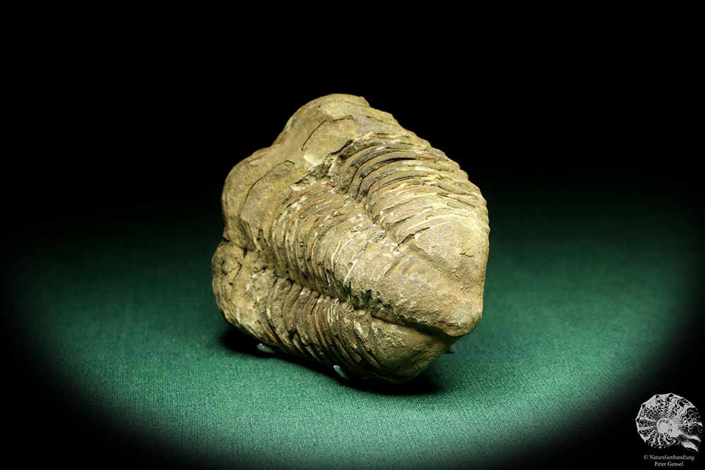 Flexicalymene ouzregui (20299) a trilobite from Morocco | Fossils | Trilobites