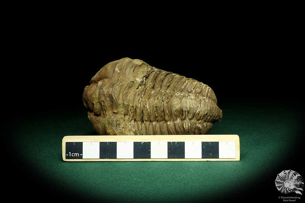 Flexicalymene ouzregui (20299) ein Trilobit aus Marokko | Fossilien | Trilobiten