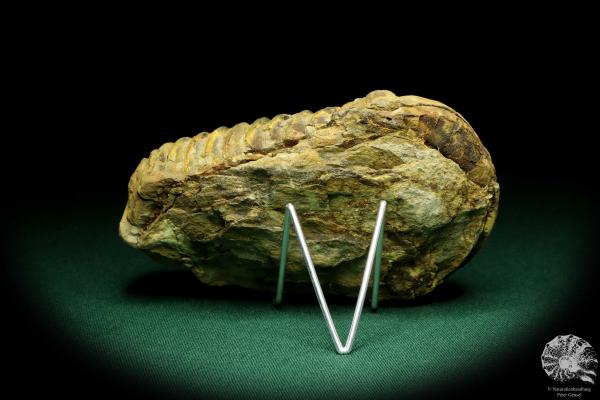 Flexicalymene ouzregui (20300) ein Trilobit aus Marokko | Fossilien | Trilobiten