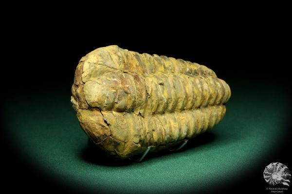 Flexicalymene ouzregui (20300) a trilobite from Morocco | Fossils | Trilobites