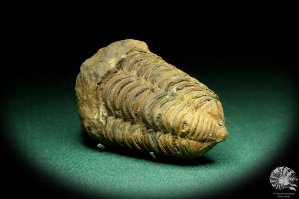 Flexicalymene ouzregui (20301) a trilobite from Morocco | Fossils | Trilobites