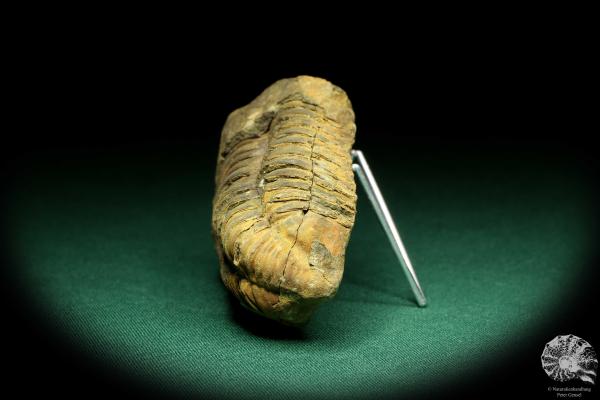 Flexicalymene ouzregui (20301) a trilobite from Morocco | Fossils | Trilobites