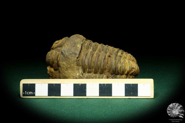 Flexicalymene ouzregui (20301) a trilobite from Morocco | Fossils | Trilobites