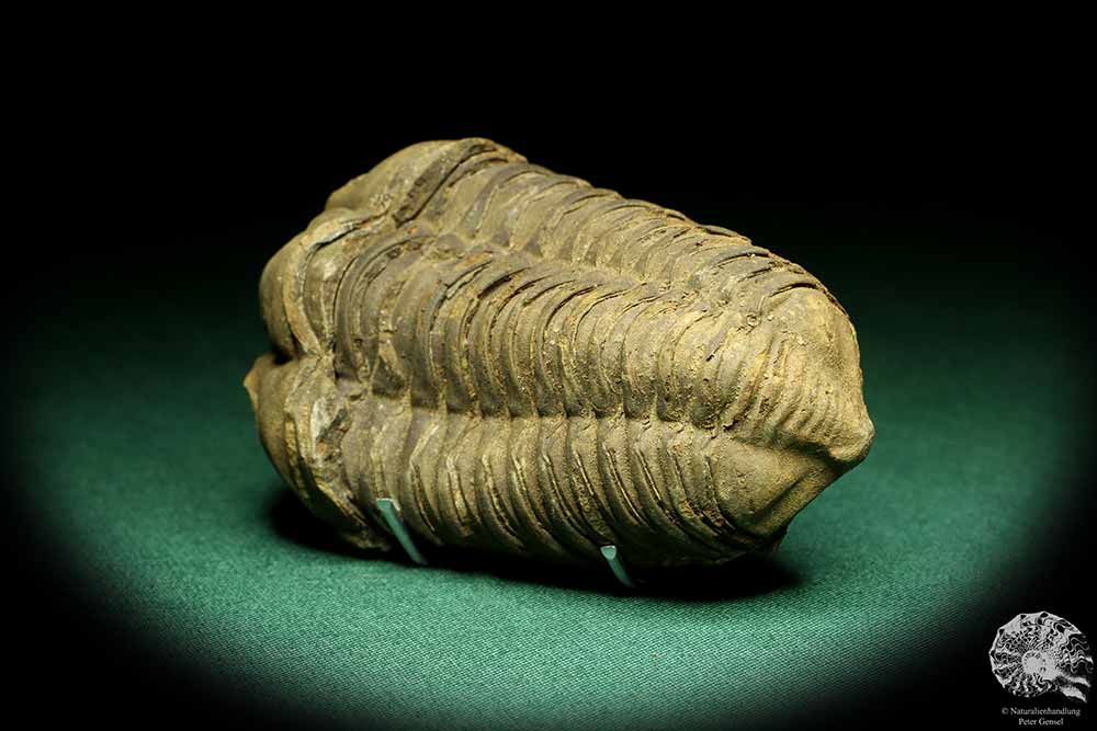 Flexicalymene ouzregui (20302) a trilobite from Morocco | Fossils | Trilobites