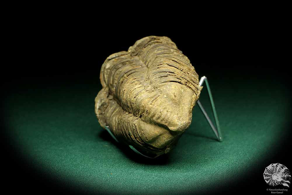 Flexicalymene ouzregui (20302) ein Trilobit aus Marokko | Fossilien | Trilobiten