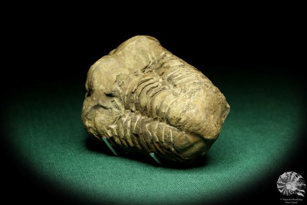 Flexicalymene ouzregui (20303) a trilobite from Morocco | Fossils | Trilobites