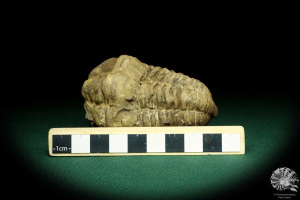 Flexicalymene ouzregui (20303) ein Trilobit aus Marokko | Fossilien | Trilobiten