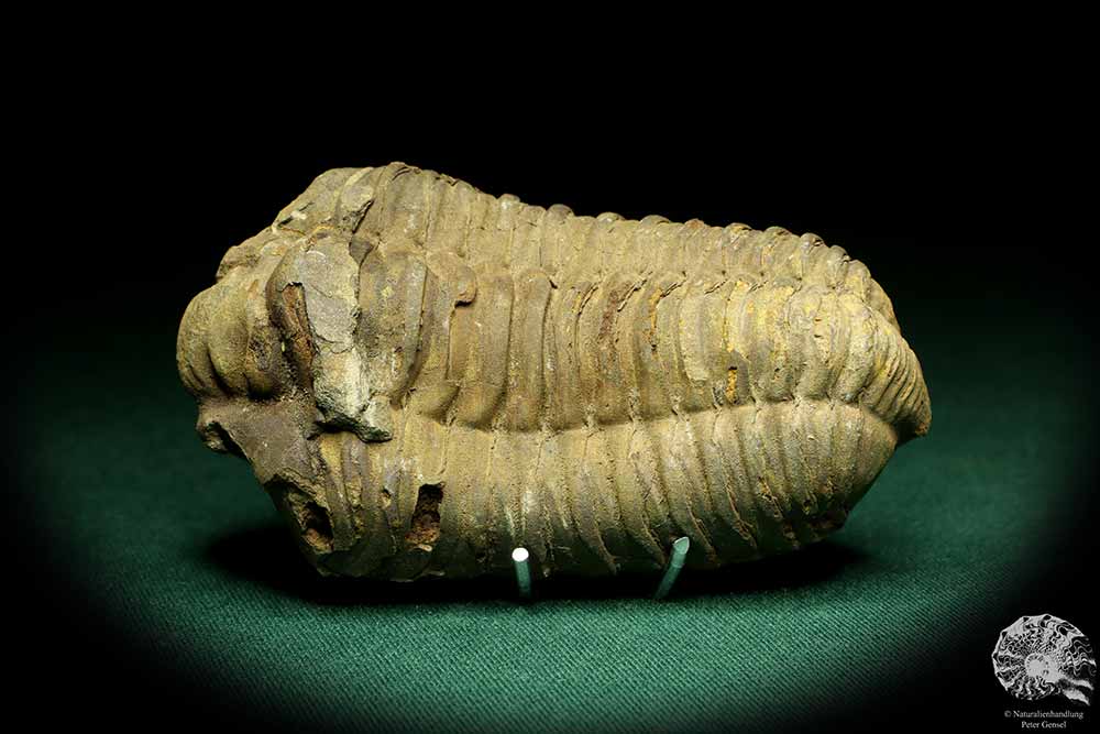 Flexicalymene ouzregui (20304) ein Trilobit aus Marokko | Fossilien | Trilobiten