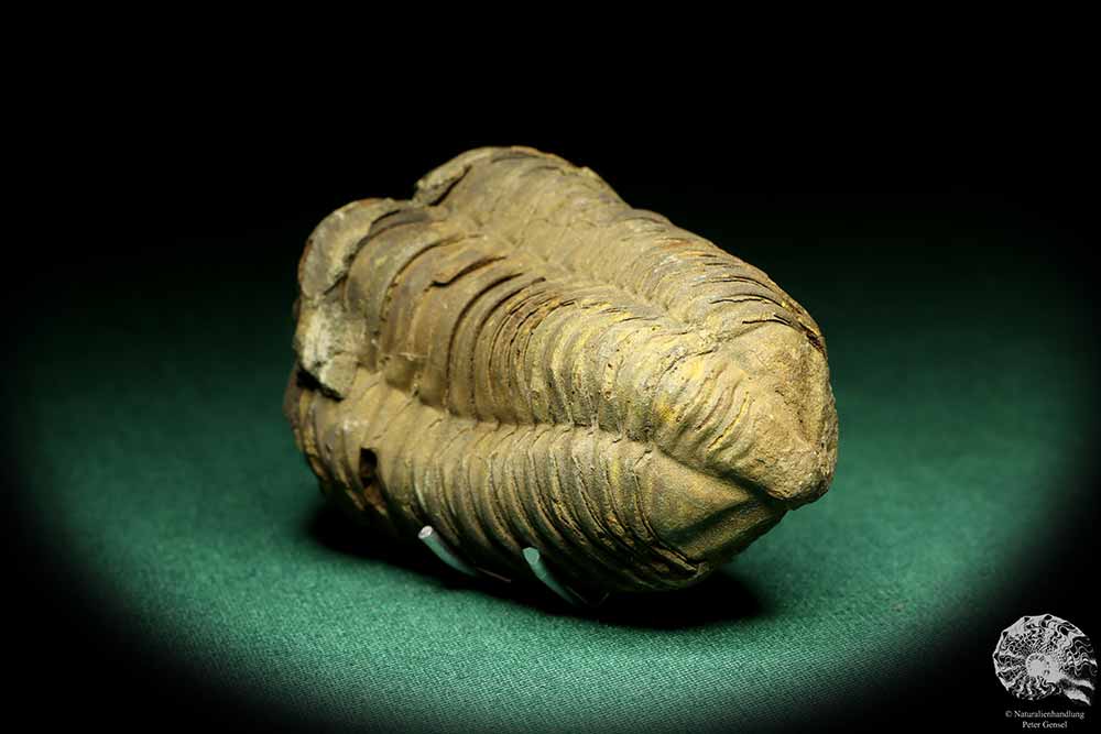 Flexicalymene ouzregui (20304) ein Trilobit aus Marokko | Fossilien | Trilobiten