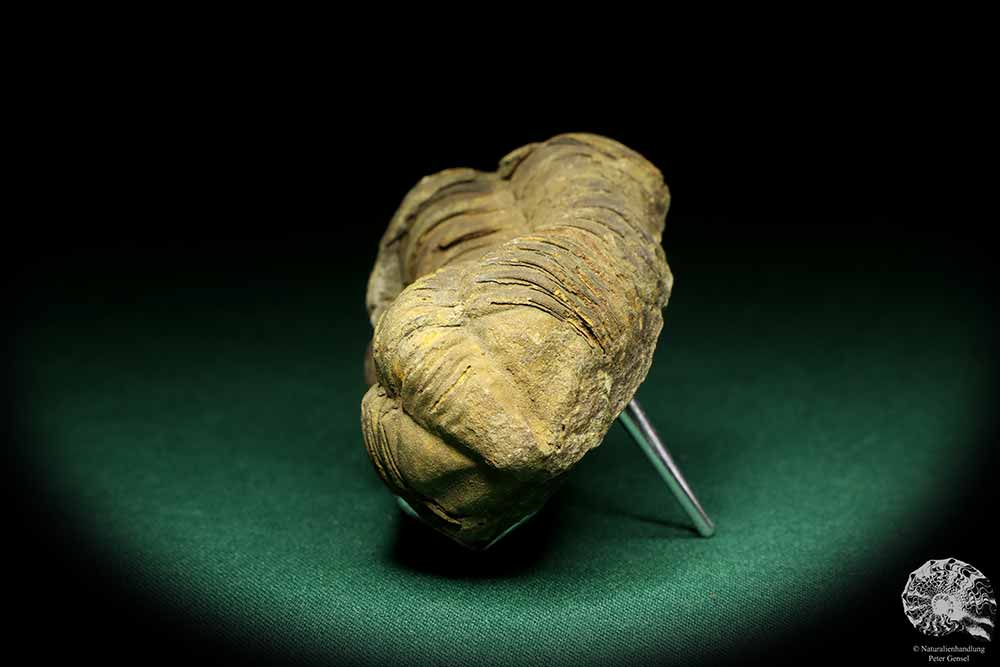 Flexicalymene ouzregui (20304) ein Trilobit aus Marokko | Fossilien | Trilobiten