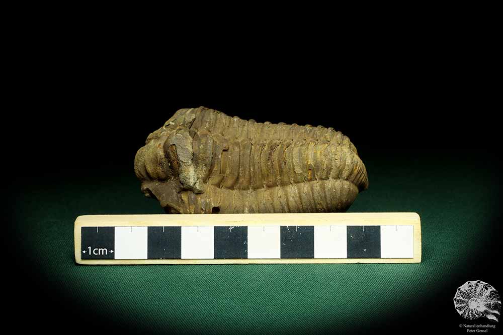 Flexicalymene ouzregui (20304) ein Trilobit aus Marokko | Fossilien | Trilobiten