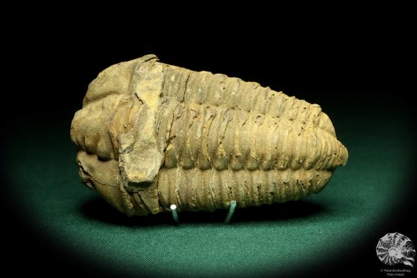 Flexicalymene ouzregui (20305) ein Trilobit aus Marokko | Fossilien | Trilobiten