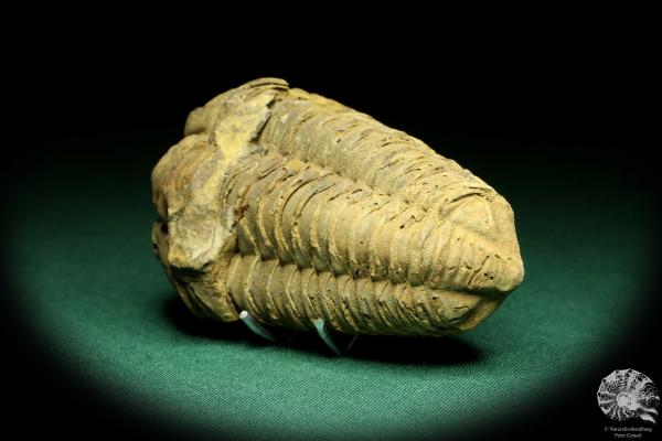 Flexicalymene ouzregui (20305) ein Trilobit aus Marokko | Fossilien | Trilobiten