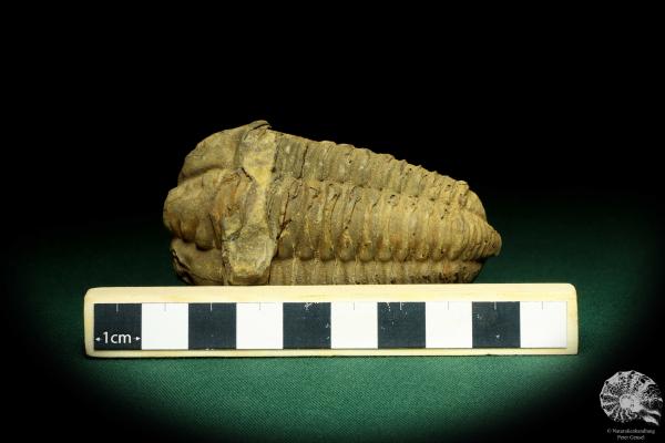 Flexicalymene ouzregui (20305) ein Trilobit aus Marokko | Fossilien | Trilobiten