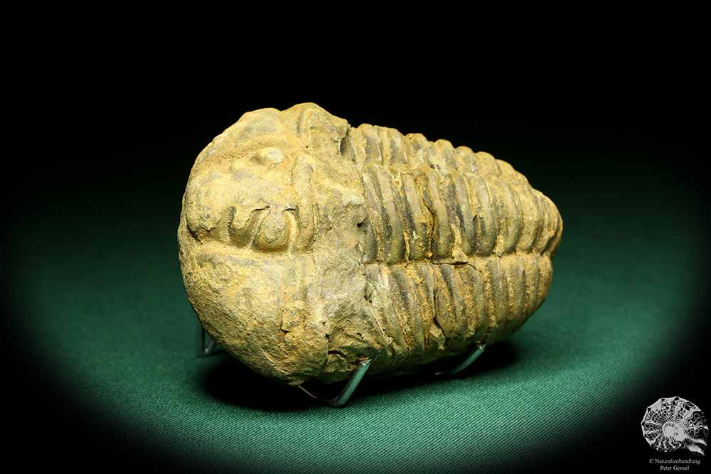 Flexicalymene ouzregui (20306) a trilobite from Morocco | Fossils | Trilobites