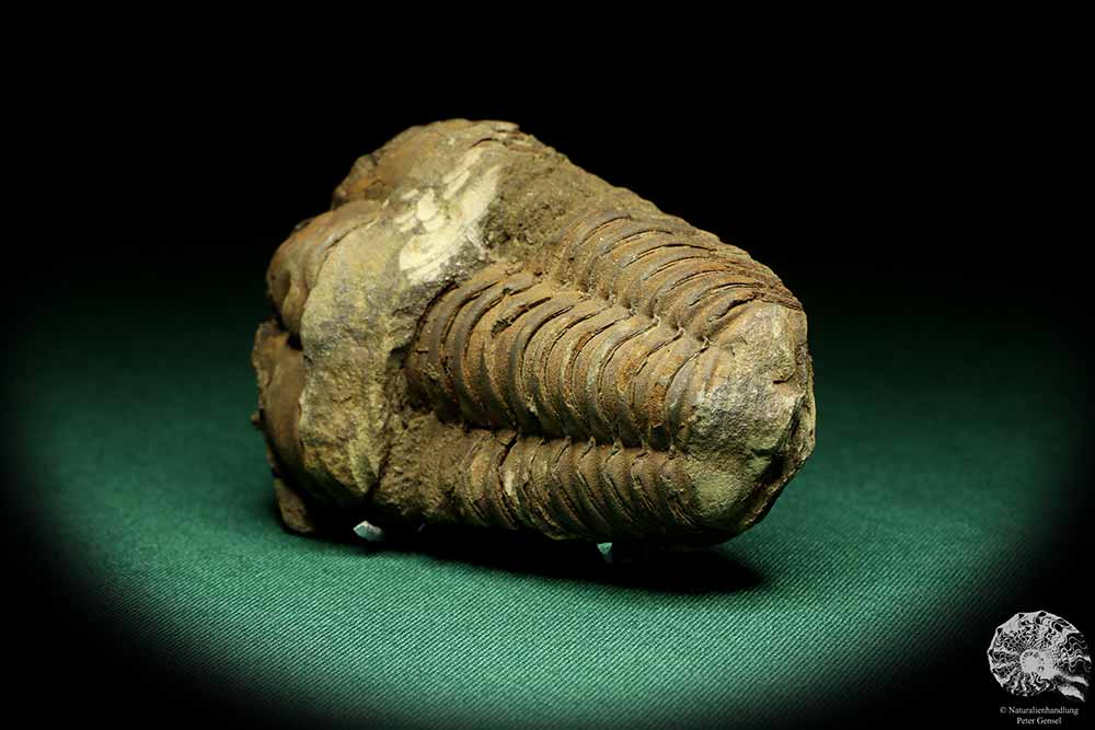 Flexicalymene ouzregui (20307) ein Trilobit aus Marokko | Fossilien | Trilobiten