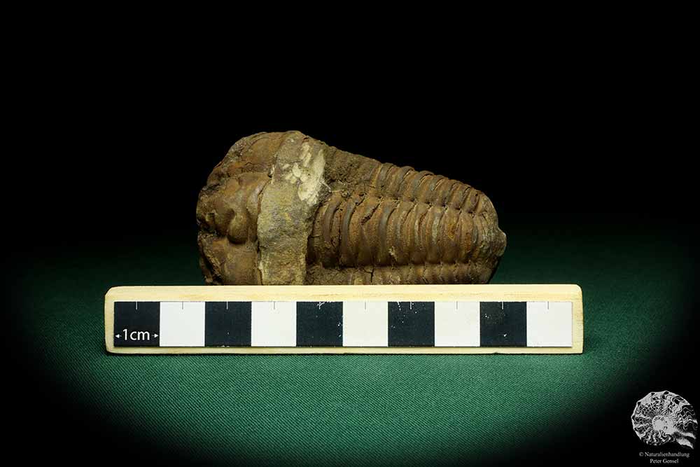 Flexicalymene ouzregui (20307) ein Trilobit aus Marokko | Fossilien | Trilobiten