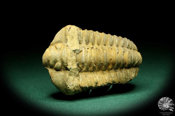 Flexicalymene ouzregui (20308) a trilobite from Morocco | Fossils | Trilobites