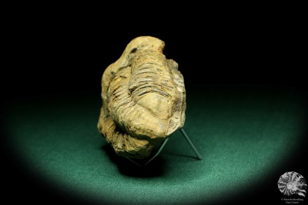 Flexicalymene ouzregui (20308) ein Trilobit aus Marokko | Fossilien | Trilobiten