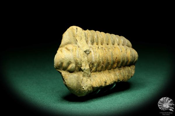 Flexicalymene ouzregui (20308) a trilobite from Morocco | Fossils | Trilobites