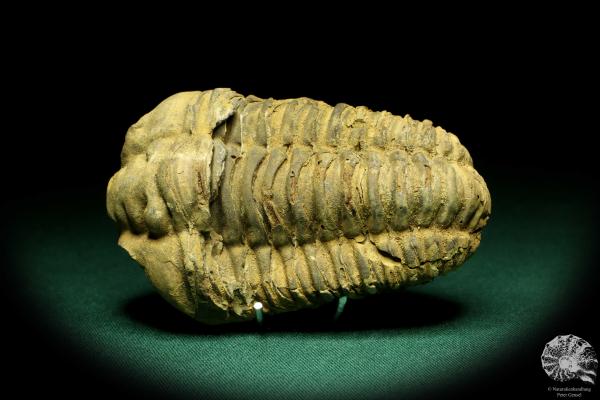 Flexicalymene ouzregui (20309) ein Trilobit aus Marokko | Fossilien | Trilobiten