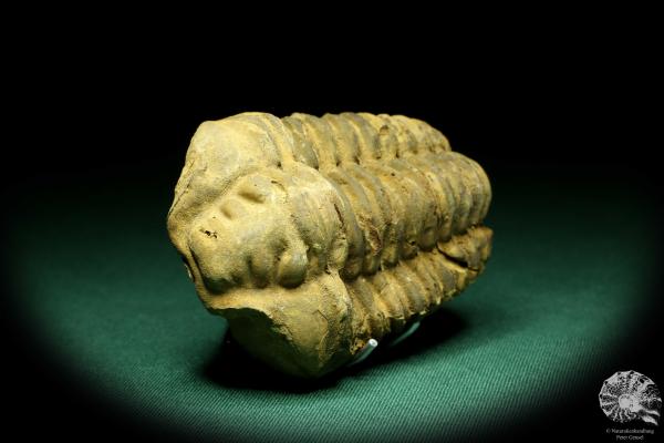 Flexicalymene ouzregui (20309) a trilobite from Morocco | Fossils | Trilobites