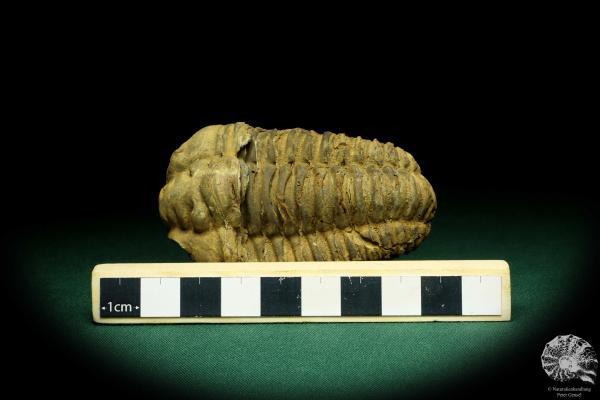 Flexicalymene ouzregui (20309) a trilobite from Morocco | Fossils | Trilobites