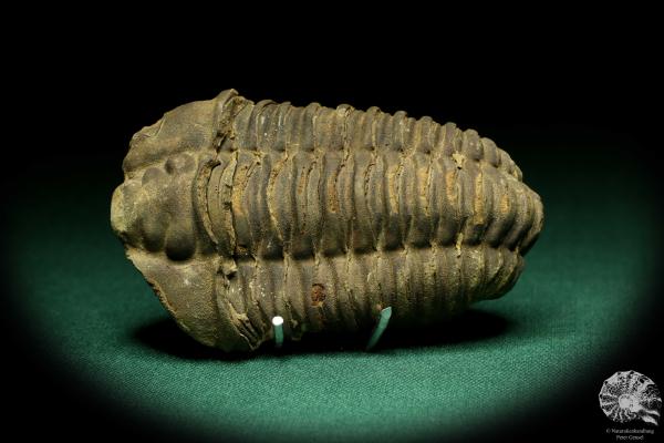 Flexicalymene ouzregui (20310) ein Trilobit aus Marokko | Fossilien | Trilobiten