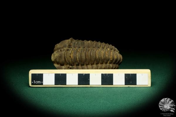 Flexicalymene ouzregui (20310) ein Trilobit aus Marokko | Fossilien | Trilobiten