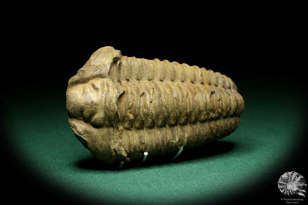 Flexicalymene ouzregui (20311) a trilobite from Morocco | Fossils | Trilobites