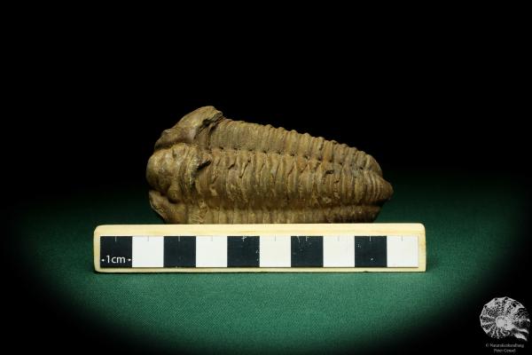 Flexicalymene ouzregui (20311) a trilobite from Morocco | Fossils | Trilobites