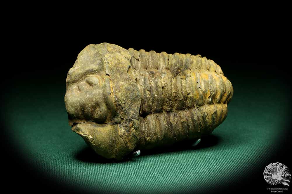 Flexicalymene ouzregui (20312) a trilobite from Morocco | Fossils | Trilobites