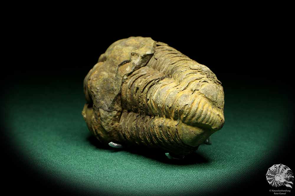 Flexicalymene ouzregui (20312) a trilobite from Morocco | Fossils | Trilobites