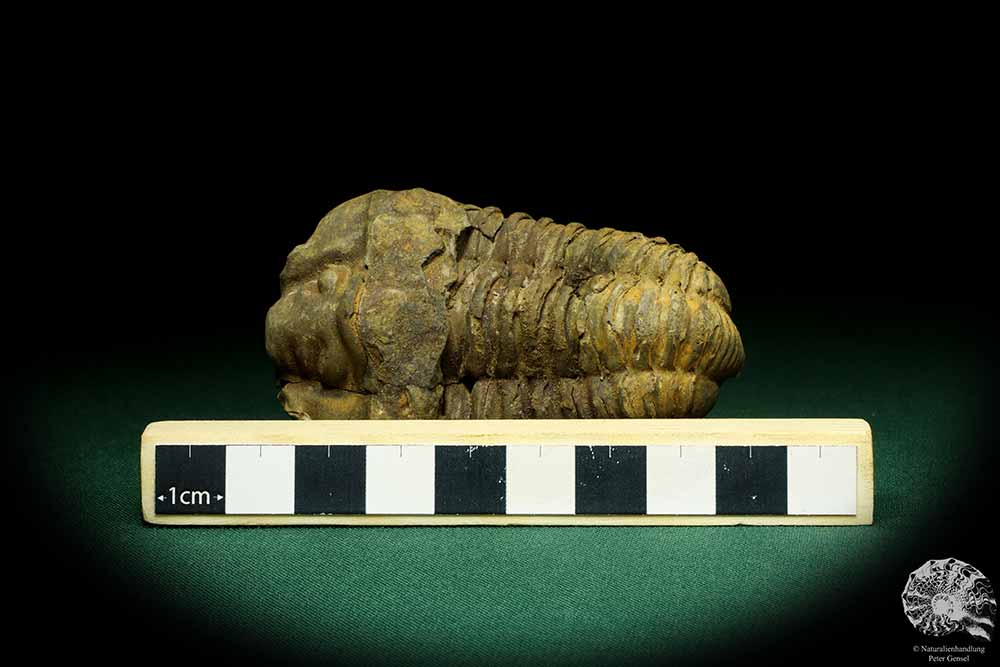 Flexicalymene ouzregui (20312) ein Trilobit aus Marokko | Fossilien | Trilobiten