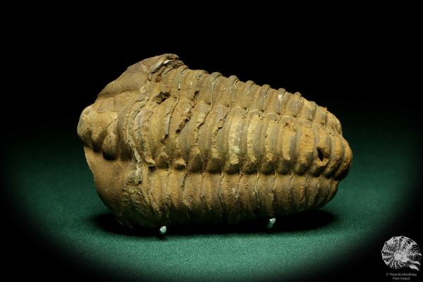 Flexicalymene ouzregui (20313) ein Trilobit aus Marokko | Fossilien | Trilobiten