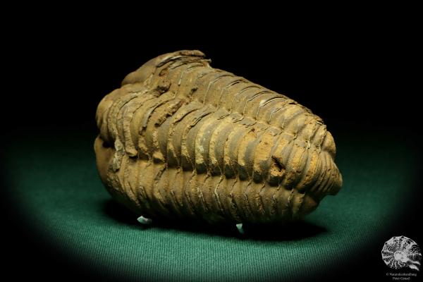 Flexicalymene ouzregui (20313) ein Trilobit aus Marokko | Fossilien | Trilobiten