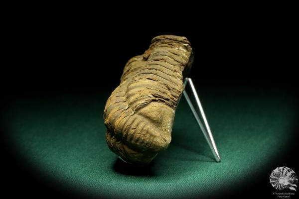 Flexicalymene ouzregui (20313) ein Trilobit aus Marokko | Fossilien | Trilobiten