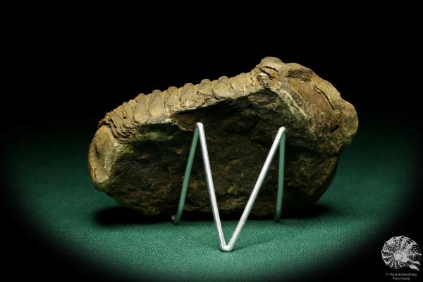 Flexicalymene ouzregui (20313) ein Trilobit aus Marokko | Fossilien | Trilobiten