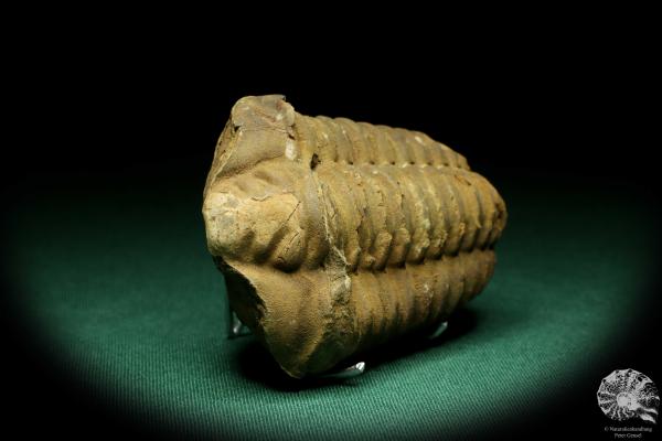 Flexicalymene ouzregui (20313) ein Trilobit aus Marokko | Fossilien | Trilobiten