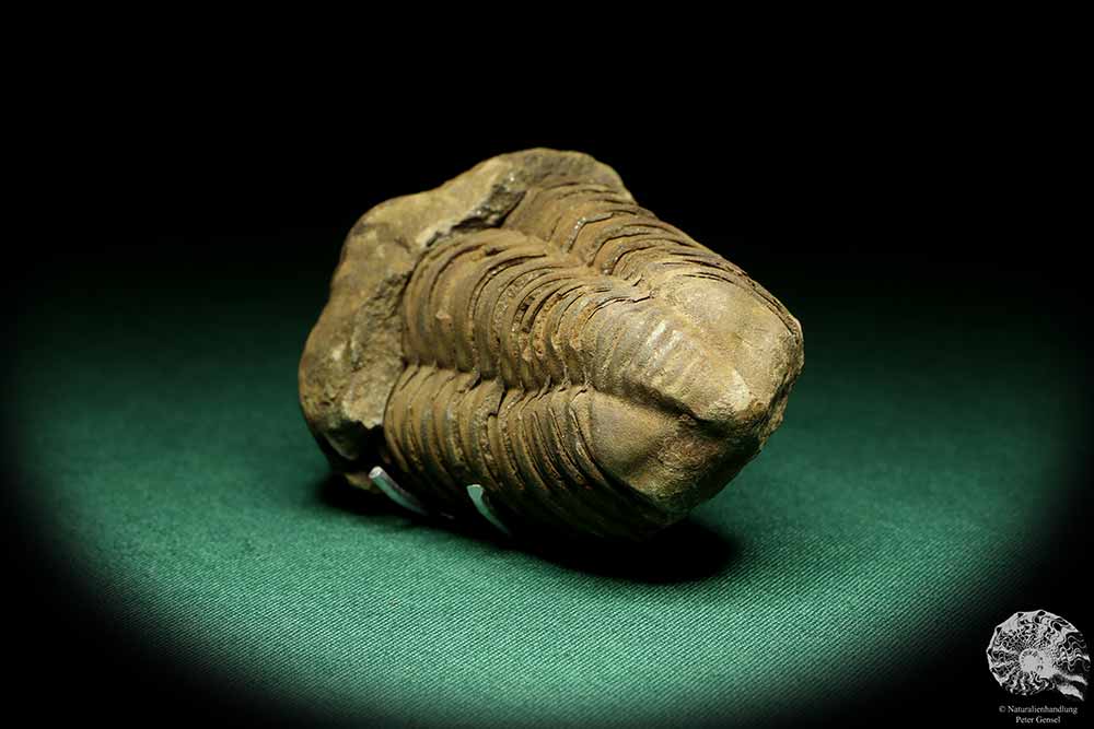 Flexicalymene ouzregui (20314) a trilobite from Morocco | Fossils | Trilobites