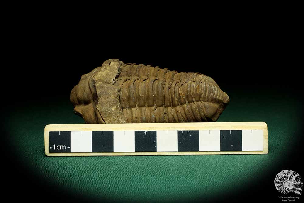 Flexicalymene ouzregui (20314) a trilobite from Morocco | Fossils | Trilobites