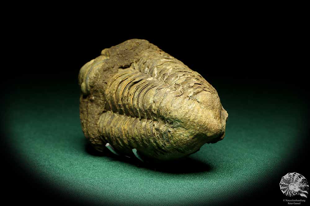 Flexicalymene ouzregui (20315) a trilobite from Morocco | Fossils | Trilobites