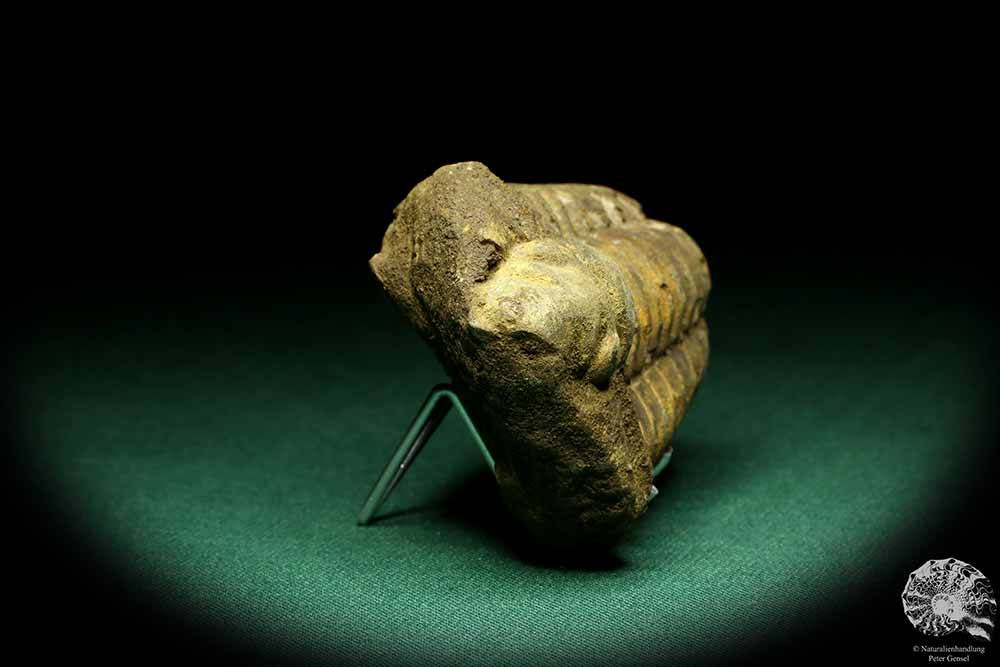 Flexicalymene ouzregui (20315) ein Trilobit aus Marokko | Fossilien | Trilobiten