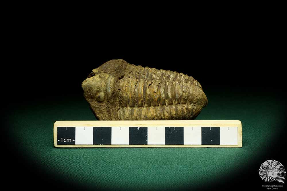 Flexicalymene ouzregui (20315) a trilobite from Morocco | Fossils | Trilobites