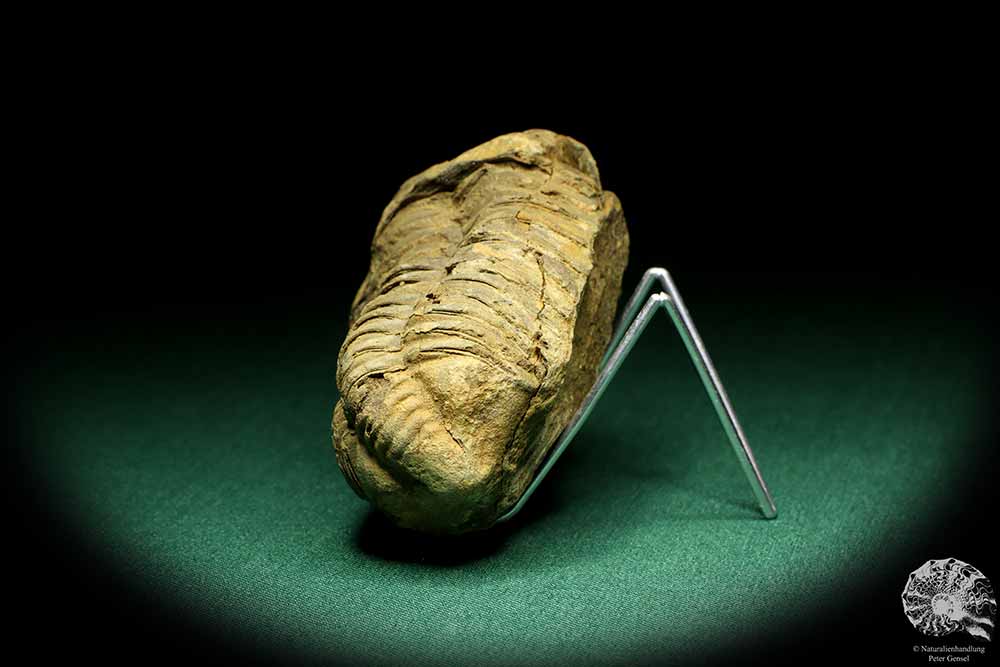 Flexicalymene ouzregui (20316) a trilobite from Morocco | Fossils | Trilobites