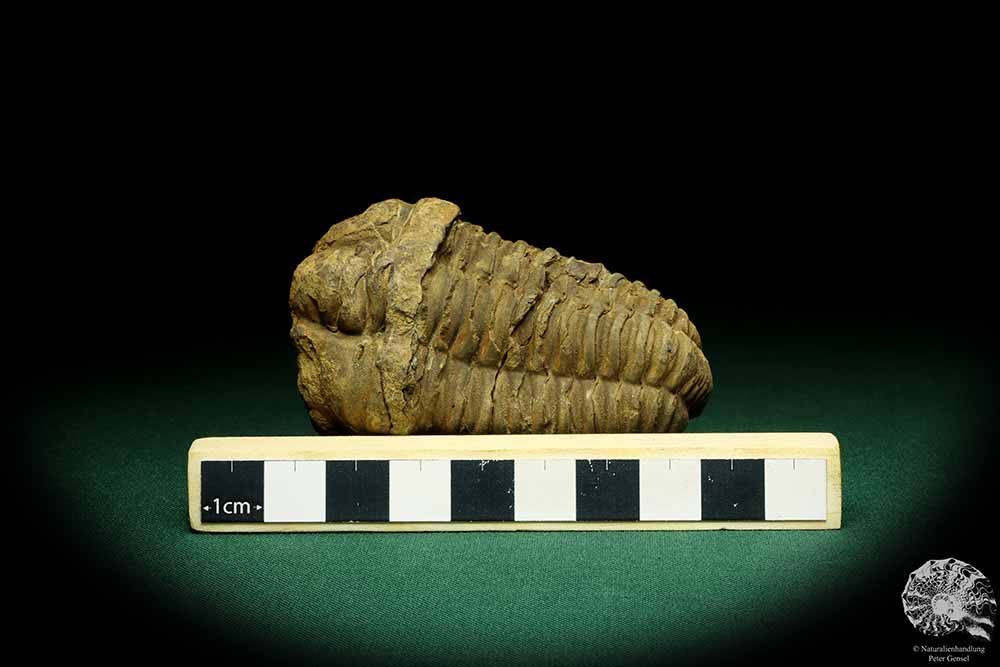 Flexicalymene ouzregui (20316) a trilobite from Morocco | Fossils | Trilobites