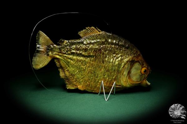 Pygocentrus cf. piraya (20317) a fishe from Brazil | Taxidermy | Fishes