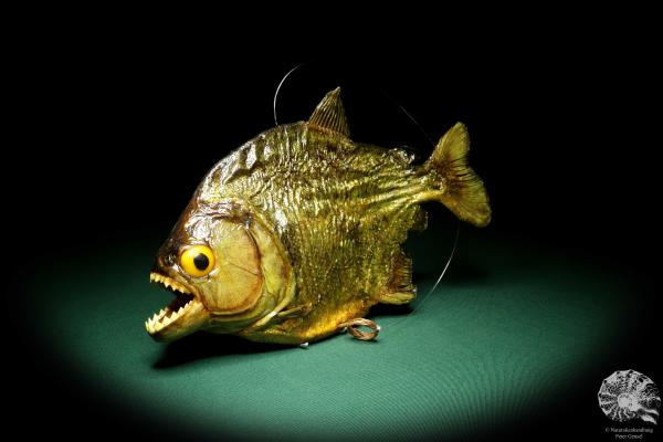 Pygocentrus cf. piraya (20318) a fishe from Brazil | Taxidermy | Fishes