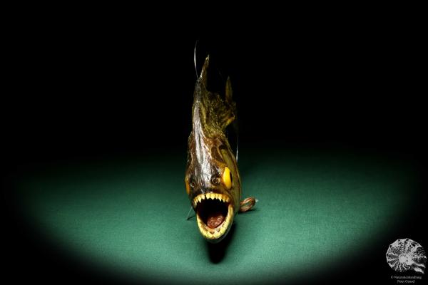 Pygocentrus cf. piraya (20318) a fishe from Brazil | Taxidermy | Fishes