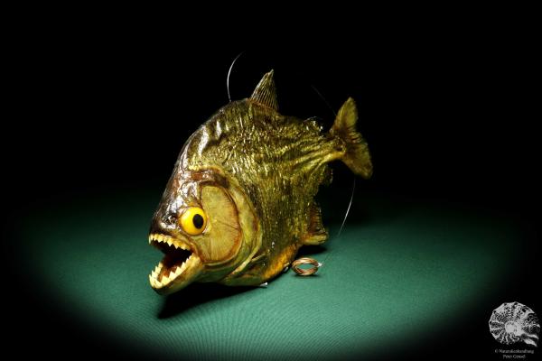 Pygocentrus cf. piraya (20318) a fishe from Brazil | Taxidermy | Fishes